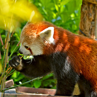 Red panda