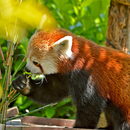 Red panda