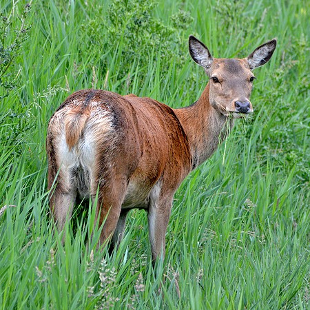 Red deer