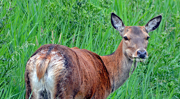 Red deer
