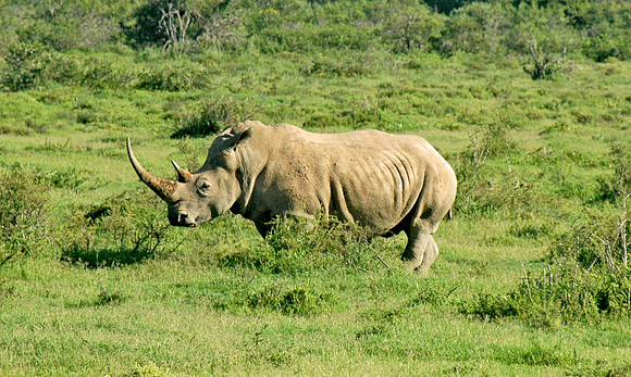 White rhinoceros