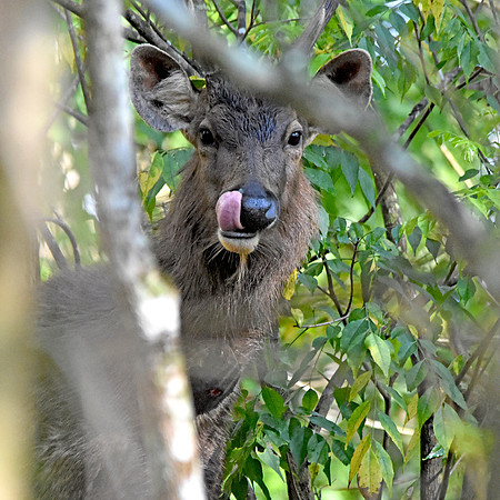 Sambar deer, male