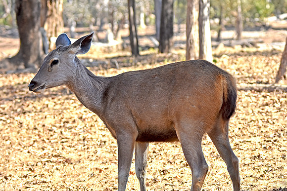 Sambar deer