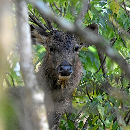 Sambar deer, male