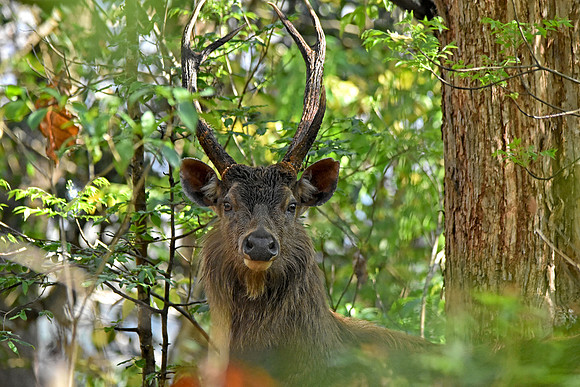 Sambar deer, male