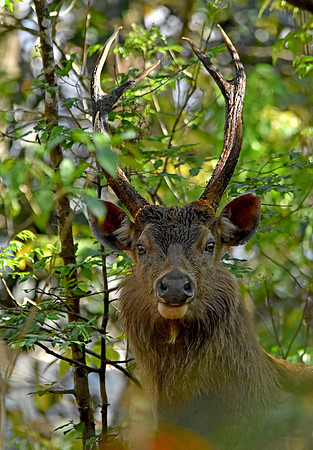Sambar deer, male