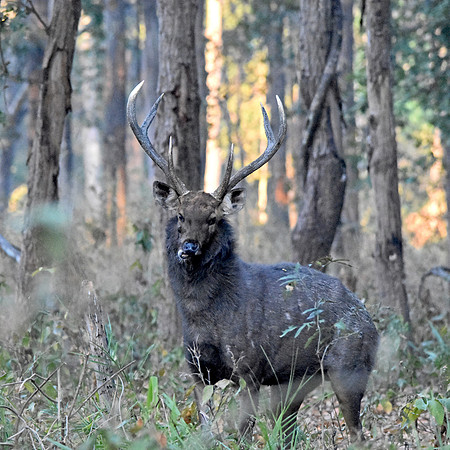 Sambar deer, male