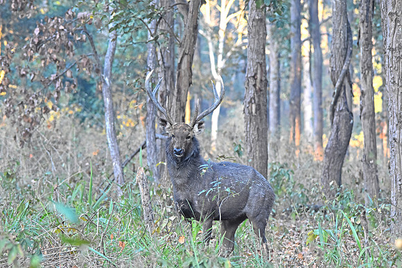 Sambar deer, male