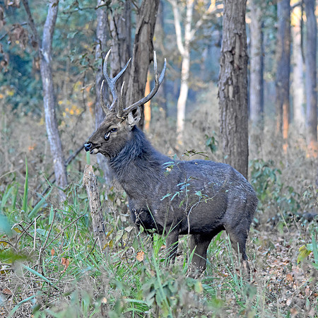 Sambar deer, male