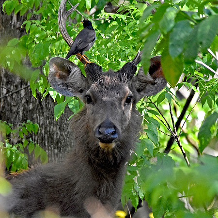 Sambar deer, male