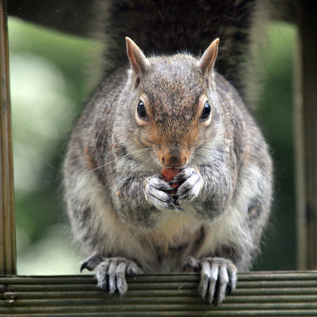 Grey squirrel
