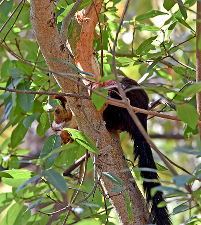 Indian giant squirrel