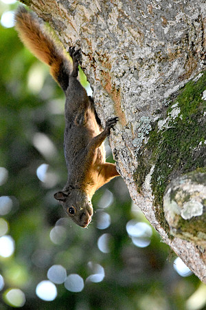Red squirrel