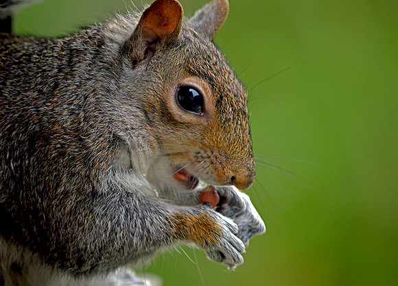 Grey squirrel