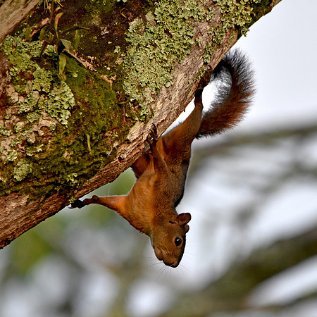Red squirrel