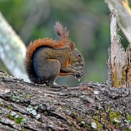 Red squirrel