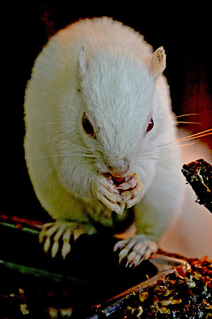 White squirrel