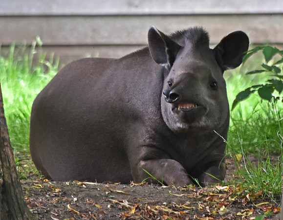 Tapir