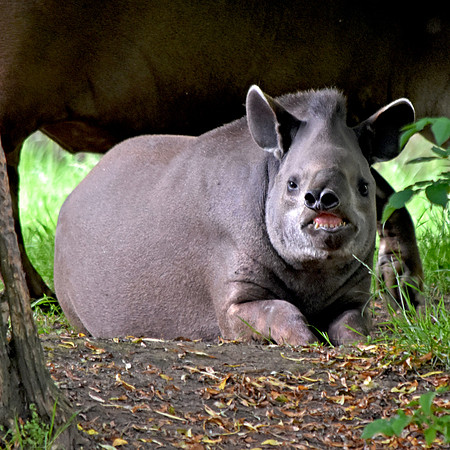Tapir