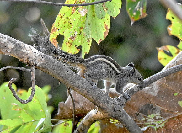 Three striped palm squirrel