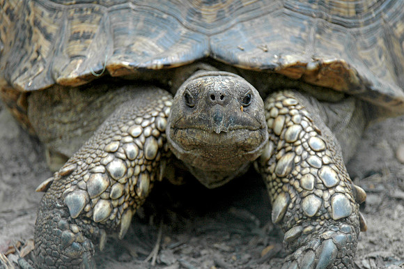 Tortoise