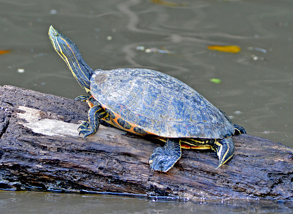 Turtle