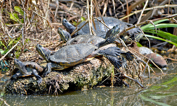 Turtles