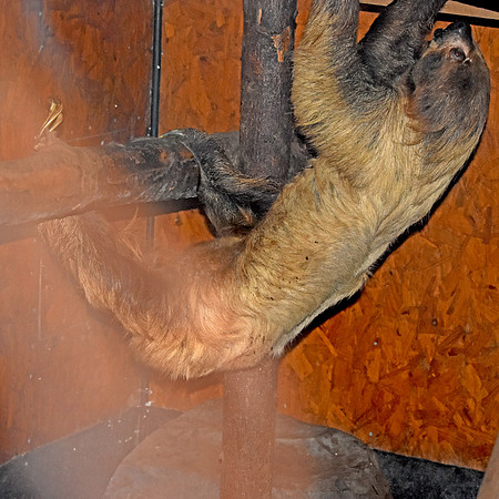 Two toed sloth