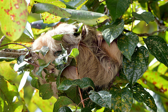 Two toed sloth