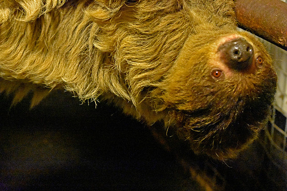 Two toed sloth