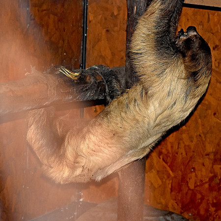 Two toed sloth