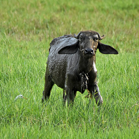 Wild Water buffalo