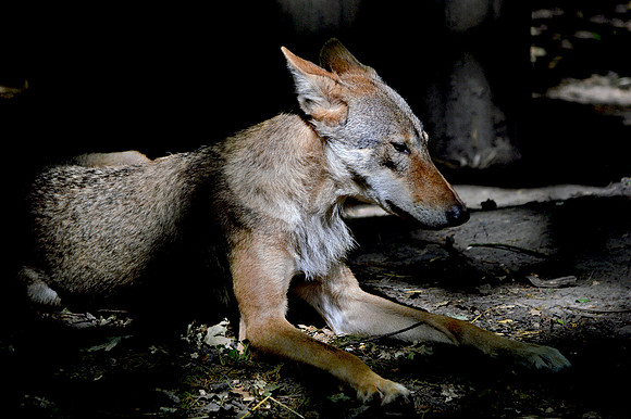 European grey wolf