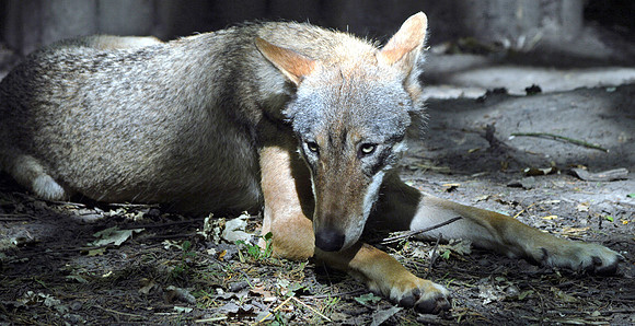 European grey wolf