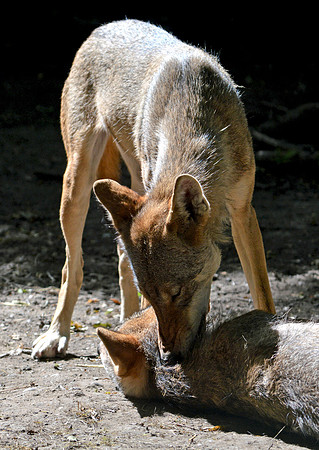 European grey wolf