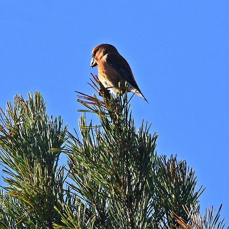 Parrot crossbill