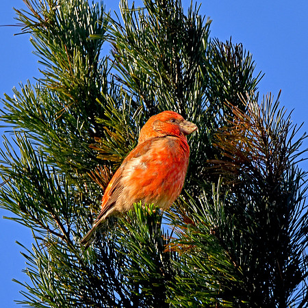 Parrot crossbill