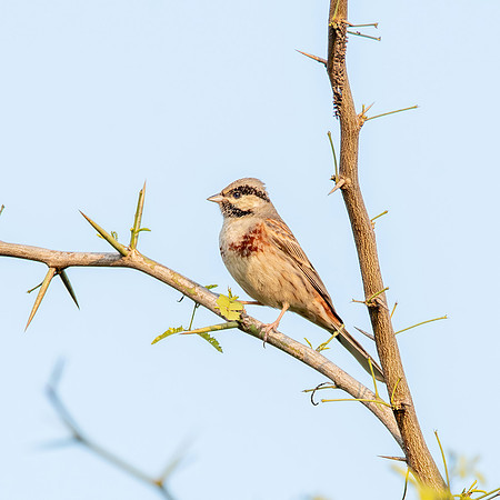 White capped bunting, male