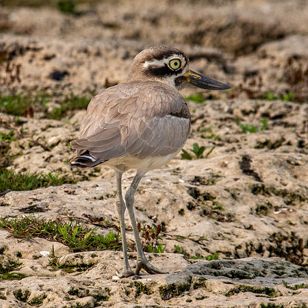 Great thick knee