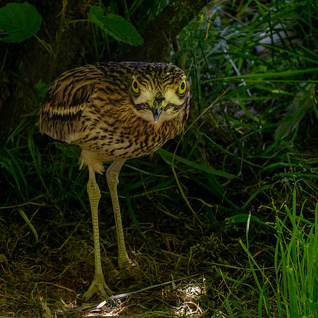 Stone curlew