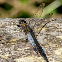 Black tailed skimmer