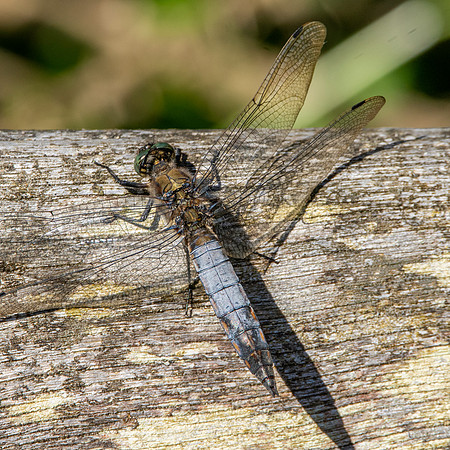Black tailed skimmer