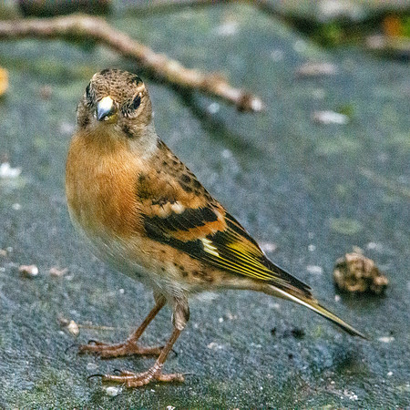 Brambling