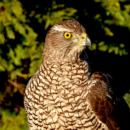 Goshawk