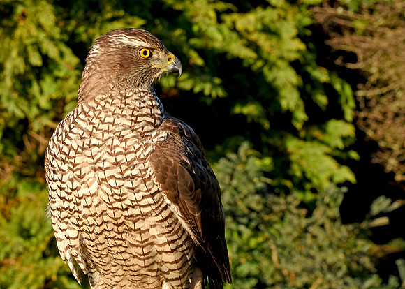 Goshawk