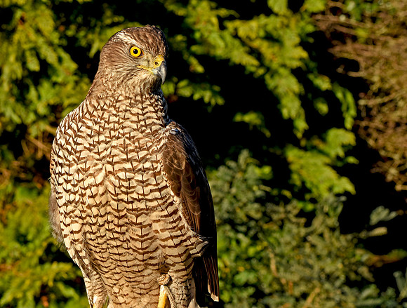 Goshawk