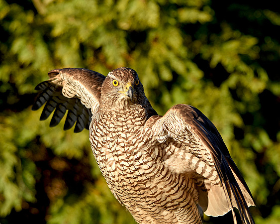 Goshawk