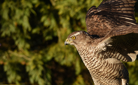 Goshawk