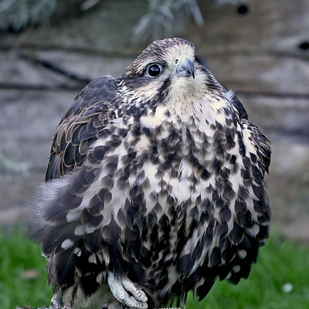Saker falcon