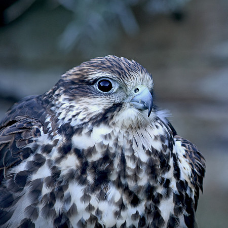 Saker falcon